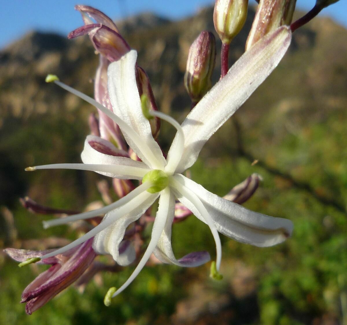 High Resolution Chlorogalum pomeridianum Flower